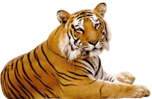 Tiger PNG-23244